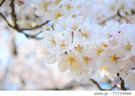 満開の桜 75734666