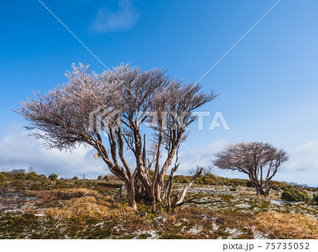 鈴鹿山脈　イブネ　霧氷 75735052