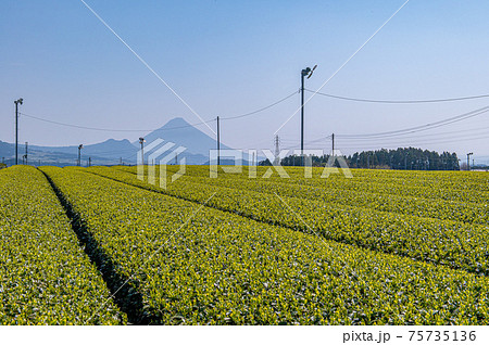 茶畑と開聞岳 75735136