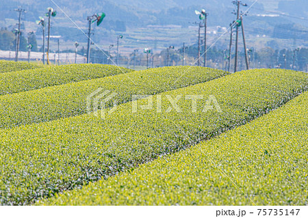 茶畑と開聞岳 茶畑と開聞岳 75735147