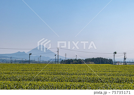 茶畑と開聞岳 75735171