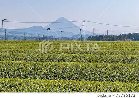 茶畑と開聞岳 75735172