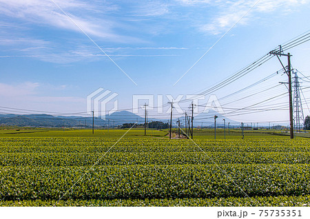 茶畑と開聞岳 75735351