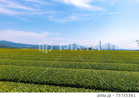 茶畑と開聞岳 75735361