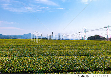 茶畑と開聞岳 75735363