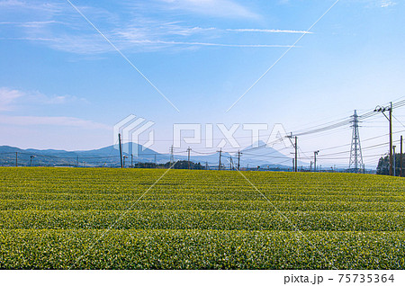 茶畑と開聞岳 75735364