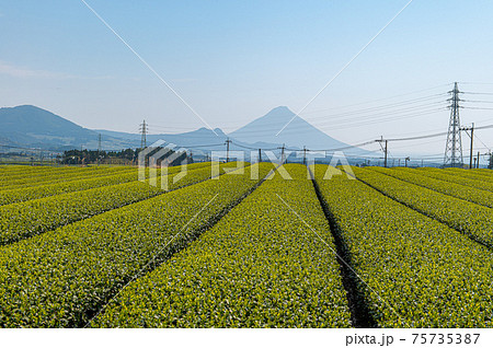 茶畑と開聞岳 茶畑と開聞岳 75735387