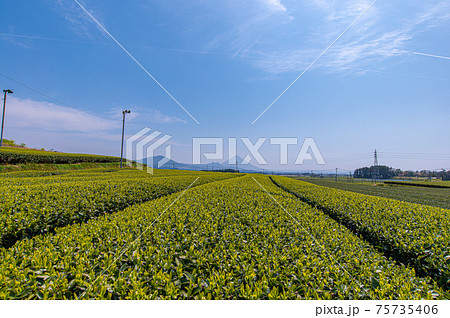 茶畑と開聞岳 75735406