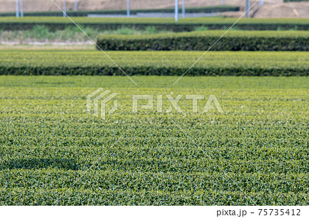 茶畑と開聞岳 茶畑と開聞岳 75735412