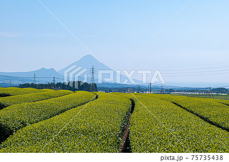 茶畑と開聞岳 75735438