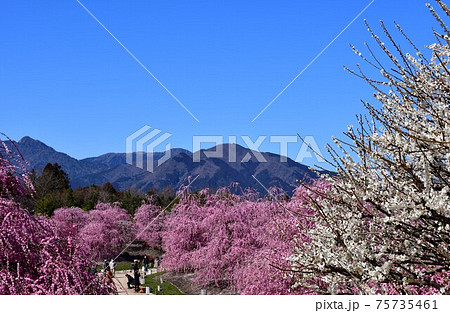 しだれ梅の大木 枝垂れ梅 しだれ梅の大木 枝垂れ梅 75735461