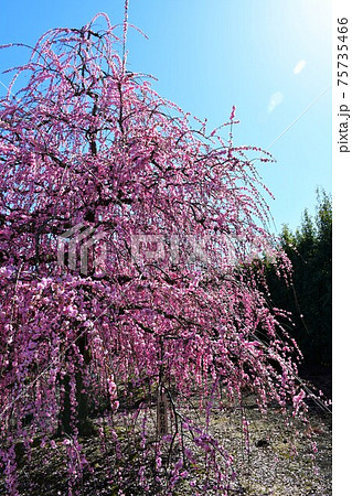 しだれ梅の大木　枝垂れ梅 75735466