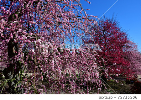 しだれ梅の大木 枝垂れ梅 しだれ梅の大木 枝垂れ梅 75735506