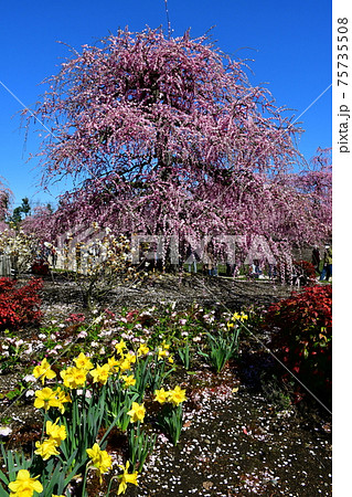 しだれ梅の大木 枝垂れ梅 しだれ梅の大木 枝垂れ梅 75735508