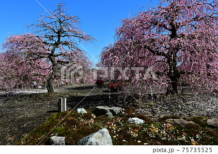 しだれ梅の大木 枝垂れ梅 しだれ梅の大木 枝垂れ梅 75735525