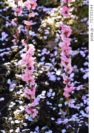 しだれ梅の大木　枝垂れ梅 75735544