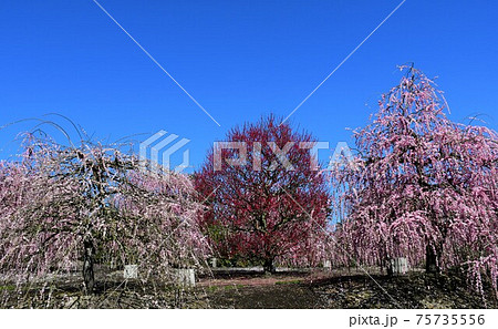 しだれ梅の大木　枝垂れ梅 75735556