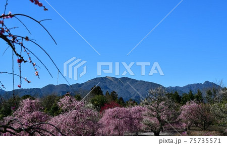 しだれ梅の大木 枝垂れ梅 しだれ梅の大木 枝垂れ梅 75735571