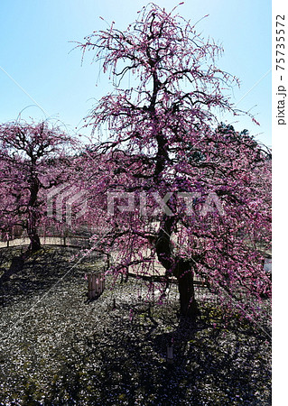 しだれ梅の大木　枝垂れ梅 75735572