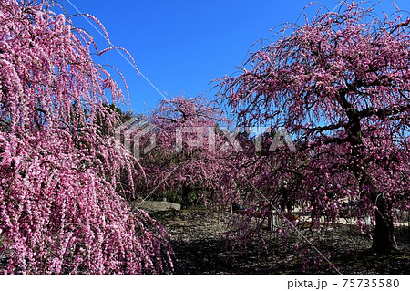 しだれ梅の大木　枝垂れ梅 75735580