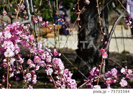 しだれ梅の大木　枝垂れ梅 75735584