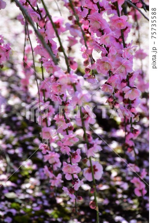 しだれ梅の大木 枝垂れ梅 しだれ梅の大木 枝垂れ梅 75735588