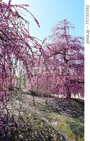 しだれ梅の大木　枝垂れ梅 75735592