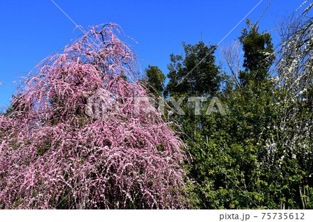 しだれ梅の大木 枝垂れ梅 しだれ梅の大木 枝垂れ梅 75735612