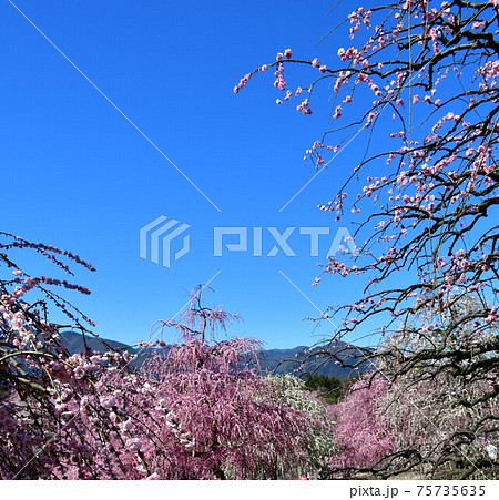 しだれ梅の大木　枝垂れ梅 75735635