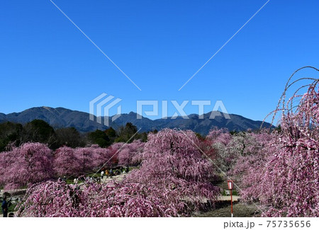 しだれ梅の大木　枝垂れ梅 75735656