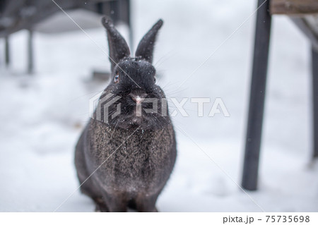 Beautiful, fluffy black rabbit in winter in the park 75735698