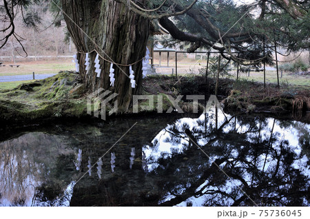 島根県鹿足郡吉賀町田野原にある高津川水源地(大蛇ヶ池)一本杉の風景 島根県鹿足郡吉賀町田野原にある高津川水源地(大蛇ヶ池)一本杉の風景 75736045