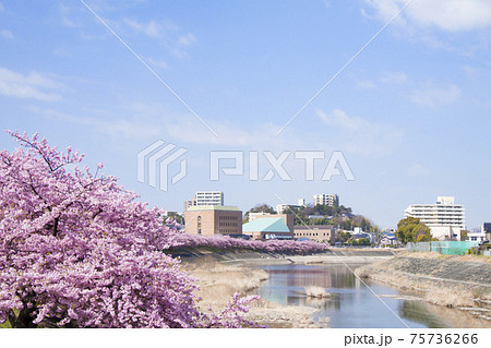 岡崎市　乙川　葵桜（河津桜）と竜美丘会館 75736266