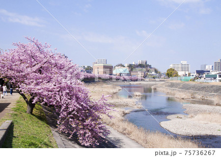 岡崎市　乙川　葵桜（河津桜）と竜美丘会館 75736267