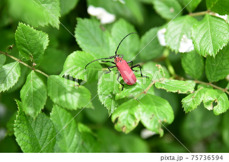 ベニカミキリ長野県 2020.6.6-580 ベニカミキリ長野県 2020.6.6-580 75736594