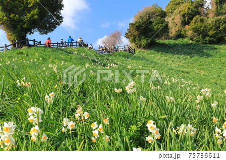 【兵庫県】晴天下の灘黒岩水仙郷 【兵庫県】晴天下の灘黒岩水仙郷 75736611
