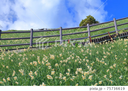 【兵庫県】晴天下の灘黒岩水仙郷 75736619