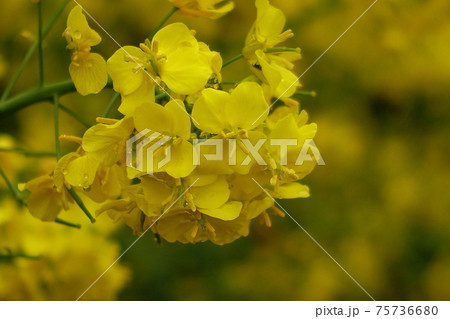 春のイメージ(菜の花) 春のイメージ(菜の花) 75736680