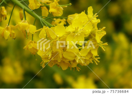 春のイメージ(菜の花) 春のイメージ(菜の花) 75736684