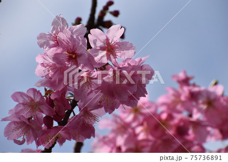 鮮やかなピンクの横浜緋桜 75736891