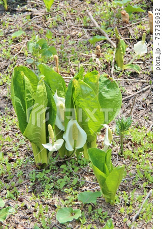ミズバショウ 75736932