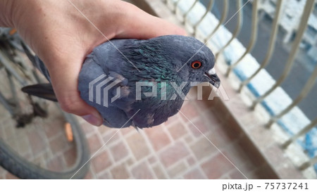 人間に捕まった鳩 人間に捕まった鳩 75737241