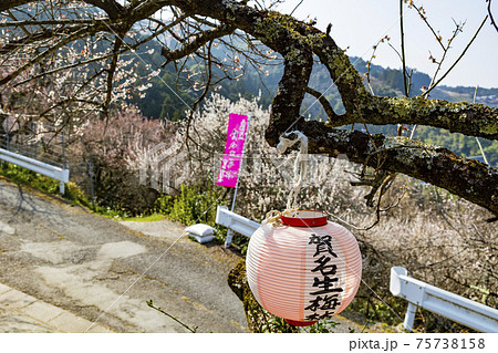 満開の賀名生梅林 75738158