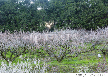 満開の賀名生梅林 75738172