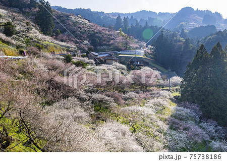 満開の賀名生梅林 75738186