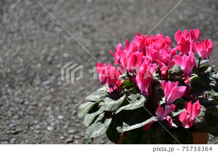 ピンク色のポインセチア 75738364