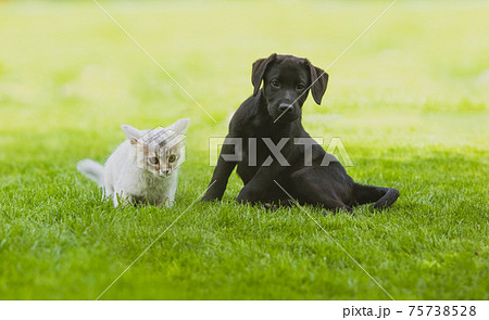 Black labrador puppy play with gray kitten on the green grass 75738528