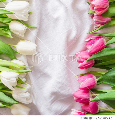 Pink and white Tulips isolated on white cloth background with copy space. Flat lay, top view. Minimal floral mock up concept. Valentine's Day, Easter, Birthday, Happy Women's Day concept 75738537
