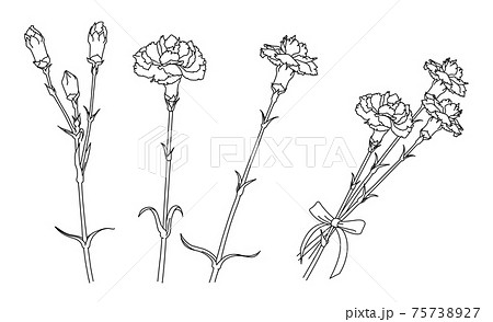 2,900+ Carnation Drawing Stock Photos, Pictures & Royalty-Free Images -  iStock