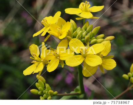 ナノハナ 75738967